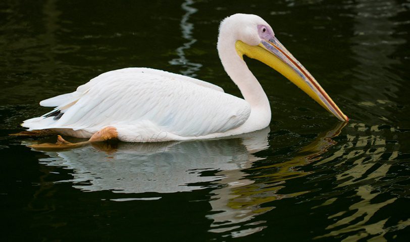 Pertemuan Pengemban Pewartaan & Evangelisasi Paroki KAS